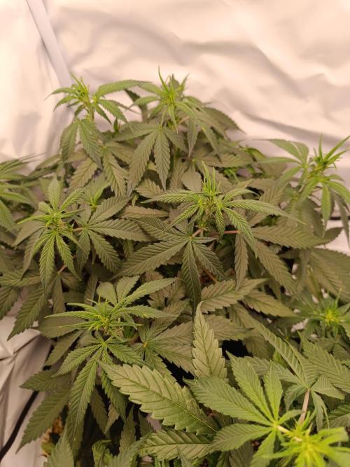Dale fast buds. Week 6