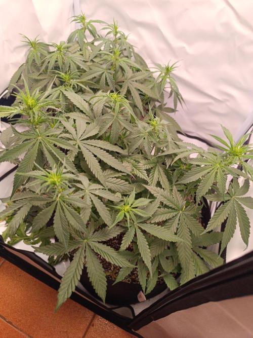 Dale fast buds. Week 6