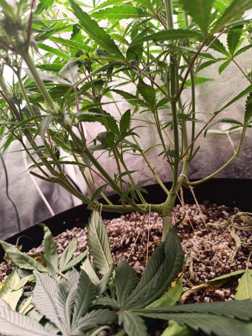 Dale fast buds. Week 6
