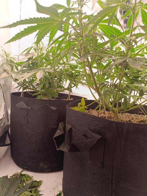 Dale fast buds. Week 6