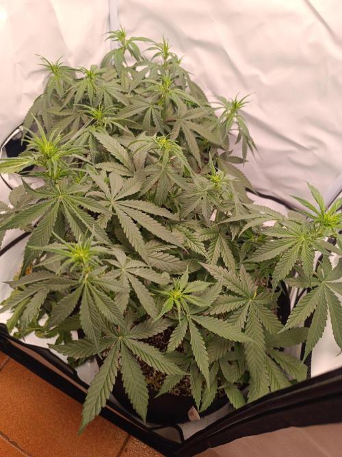 Dale fast buds. Week 6