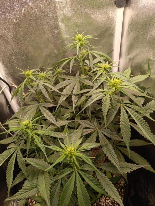 Dale fast buds. Week 6