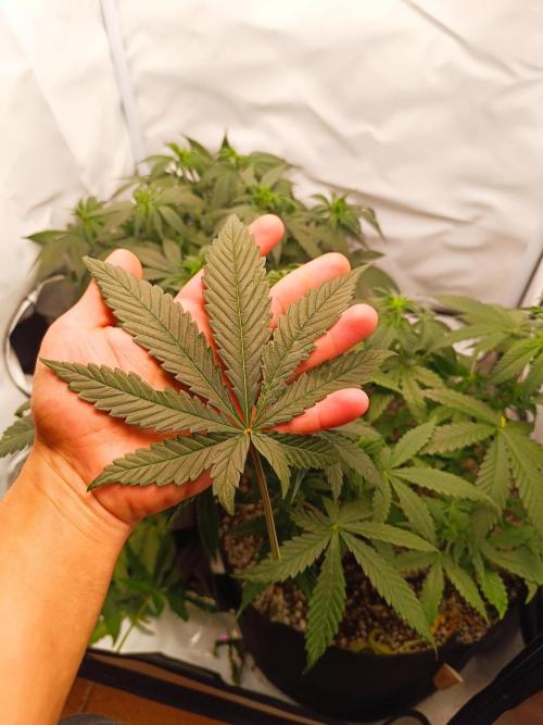 Dale fast buds. Week 6