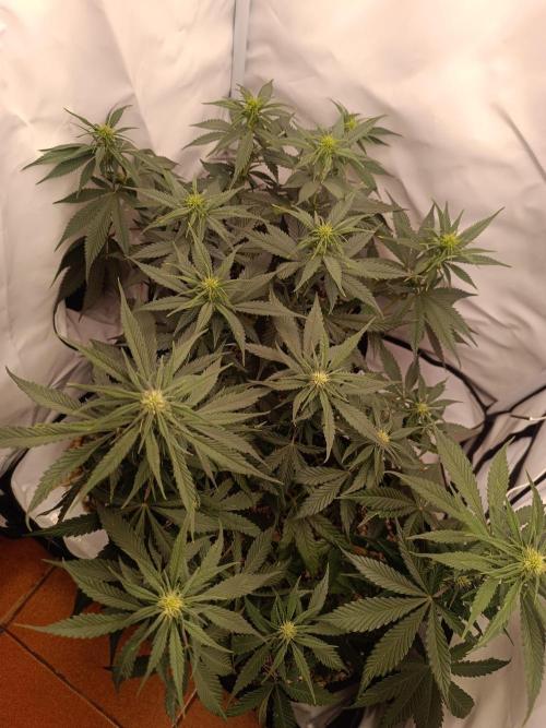 Dale fast buds. Week 7