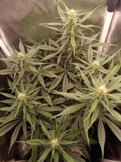 Dale fast buds. Week 7