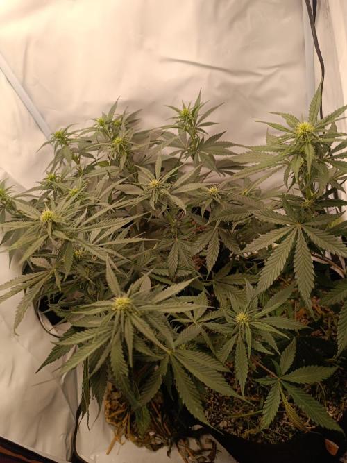 Dale fast buds. Week 7