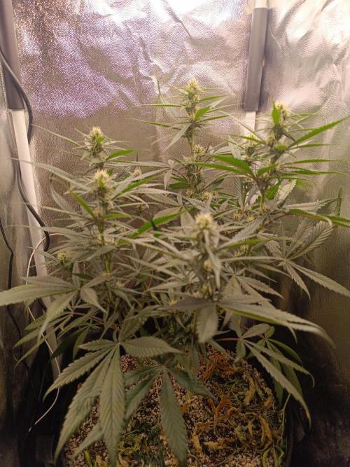 Dale fast buds. Week 7