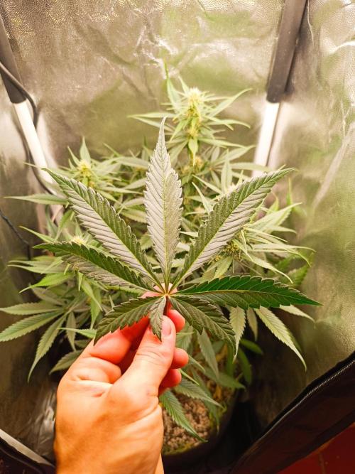 Dale fast buds. Week 7