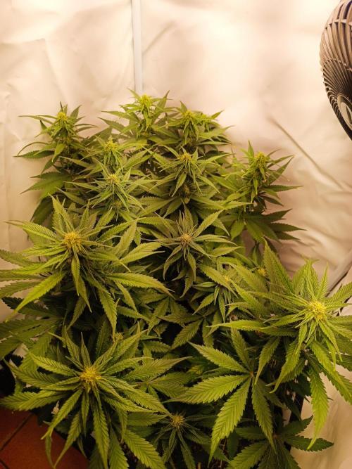 Dale fast buds. Week 8