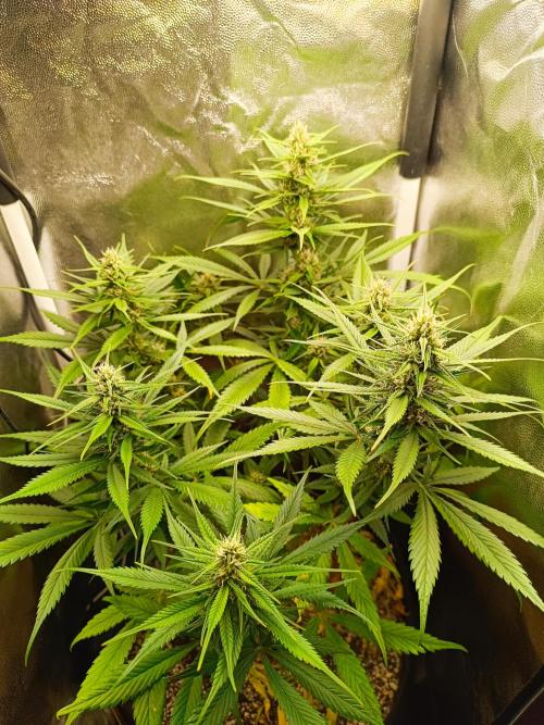 Dale fast buds. Week 8