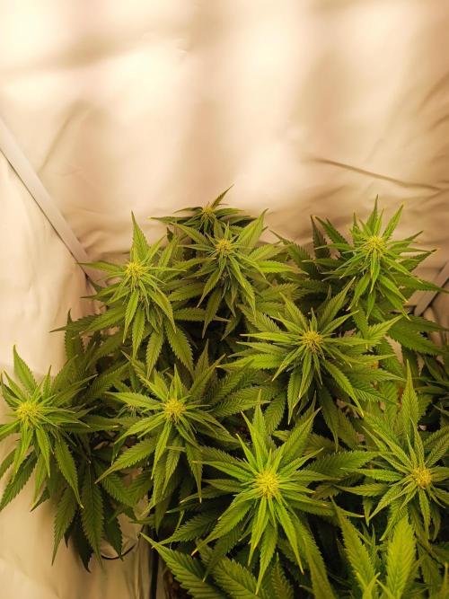 Dale fast buds. Week 8