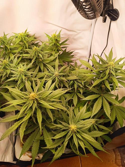 Dale fast buds. Week 8