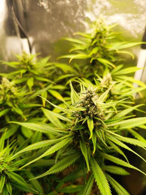 Dale fast buds. Week 9