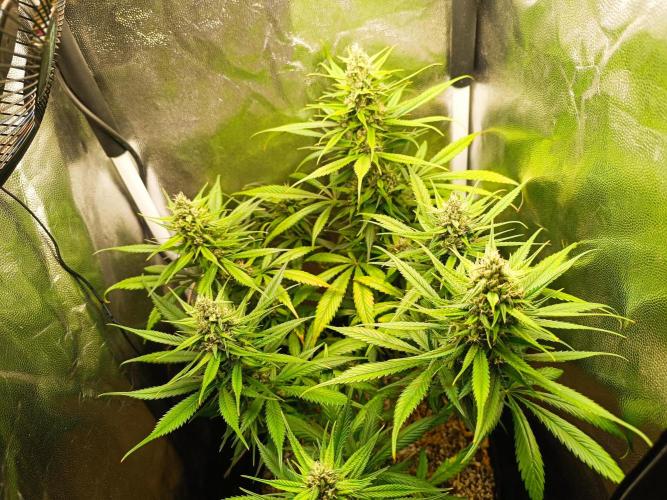 Dale fast buds. Week 9