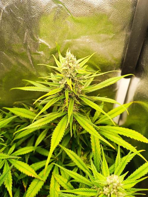 Dale fast buds. Week 9