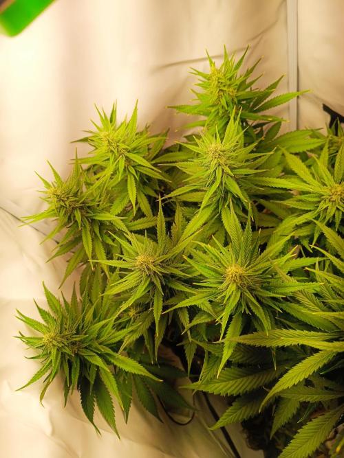 Dale fast buds. Week 9