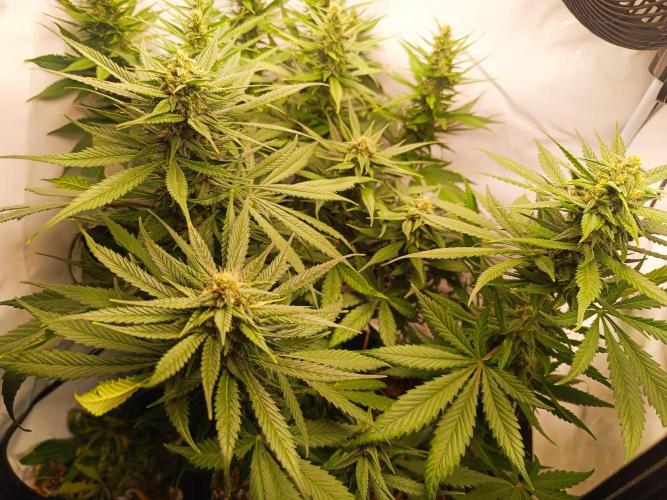 Dale fast buds. Week 9