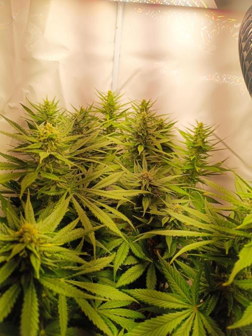Dale fast buds. Week 9