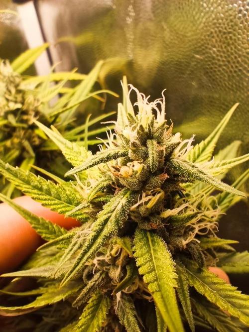 Dale fast buds. Week 9