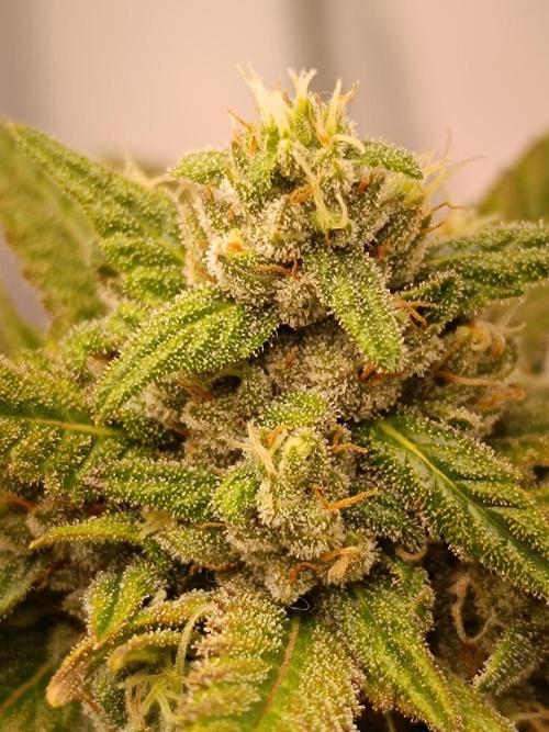 Dale fast buds. Week 10