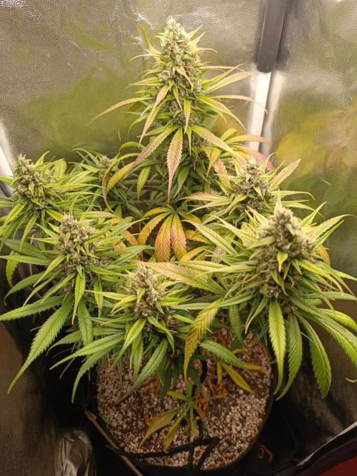 Dale fast buds. Week 10