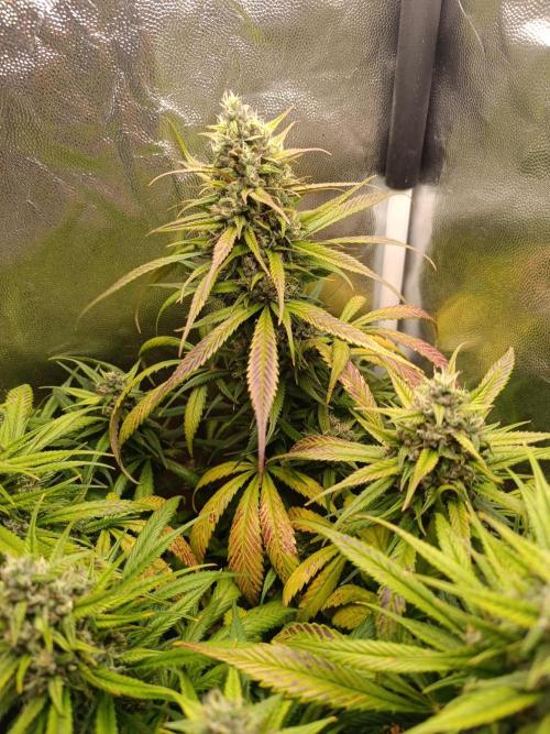 Dale fast buds. Week 10