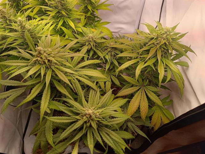 Dale fast buds. Week 10
