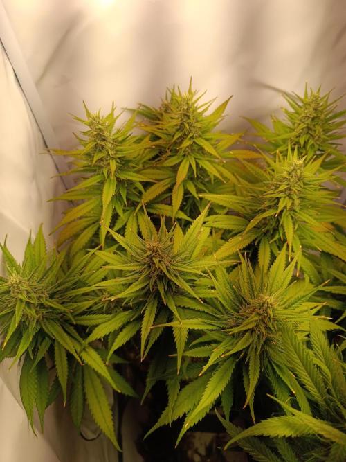 Dale fast buds. Week 10
