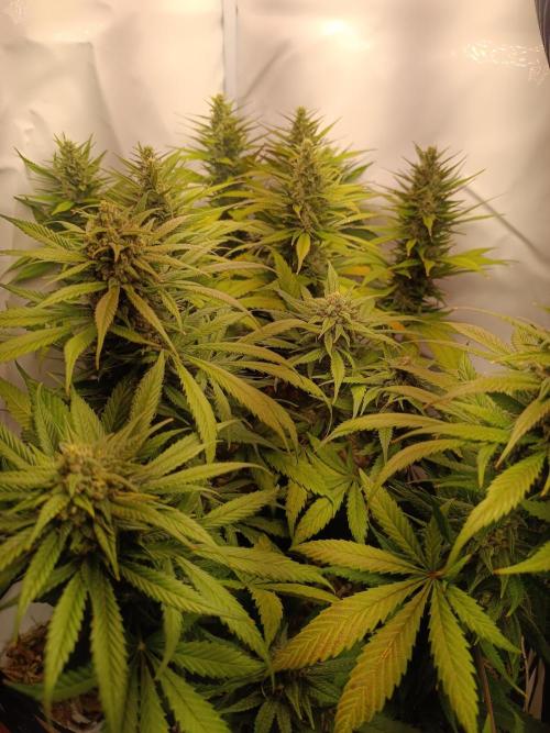 Dale fast buds. Week 10