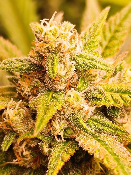 Dale fast buds. Week 10