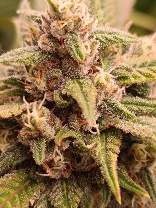 Dale fast buds. Week 10