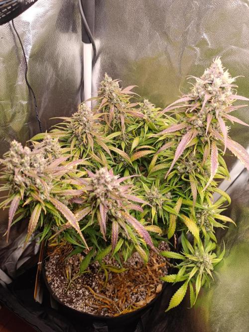 Dale fast buds. Week 11
