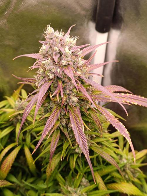 Dale fast buds. Week 11