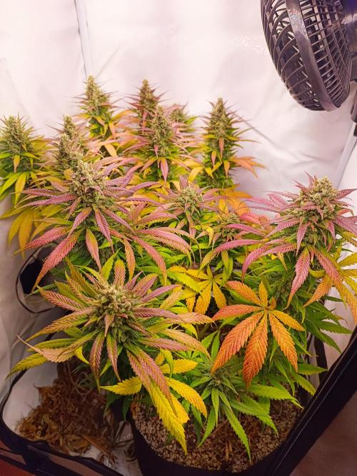Dale fast buds. Week 11