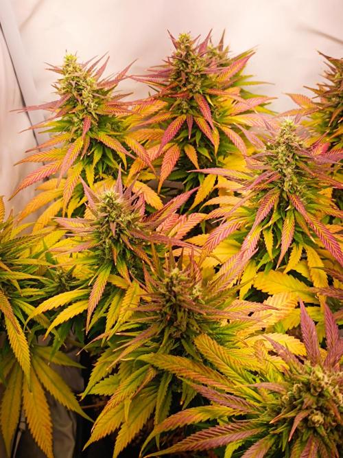Dale fast buds. Week 11