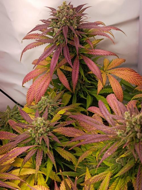 Dale fast buds. Week 11