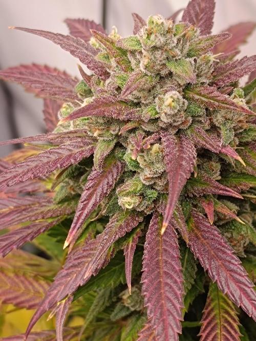 Dale fast buds. Week 11