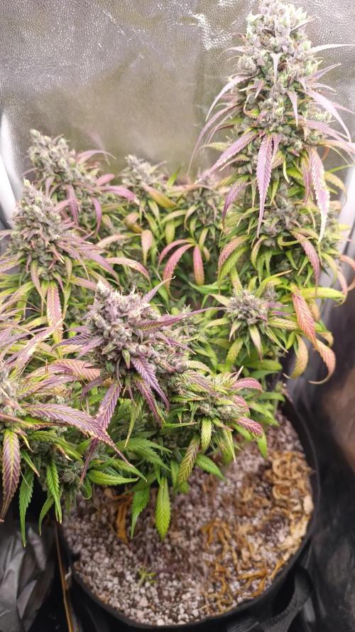 Dale fast buds