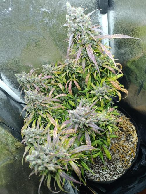 Dale fast buds. Week 12