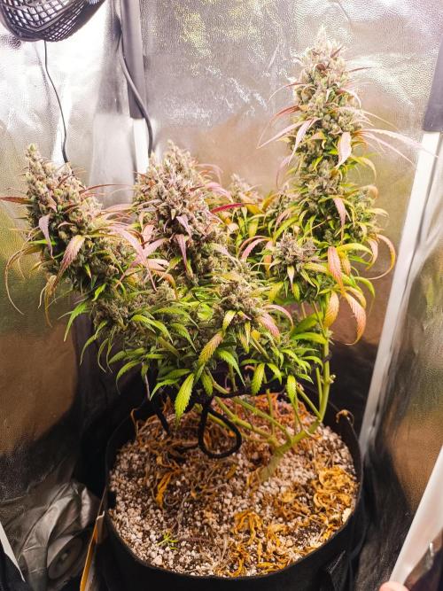 Dale fast buds. Week 12