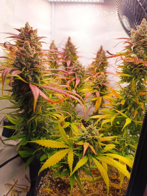 Dale fast buds. Week 12