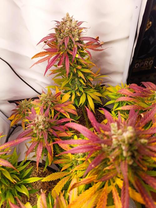 Dale fast buds. Week 12