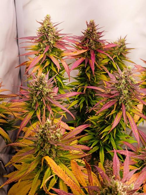 Dale fast buds. Week 12