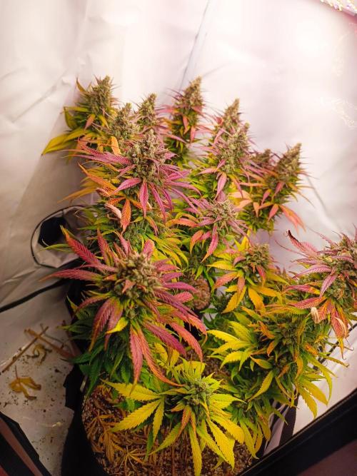 Dale fast buds. Week 12