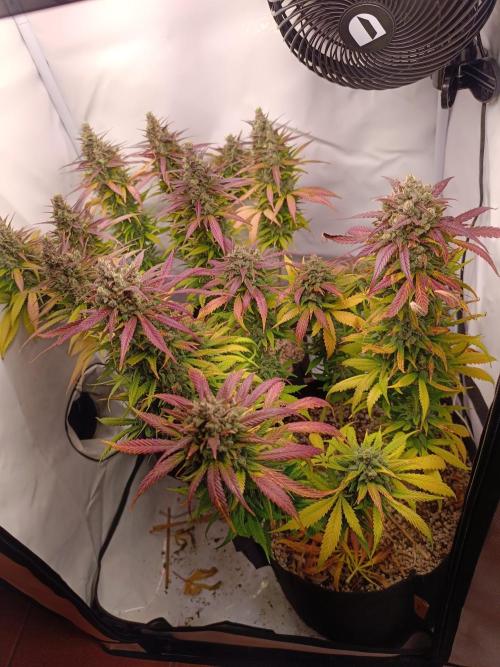 Dale fast buds. Week 12