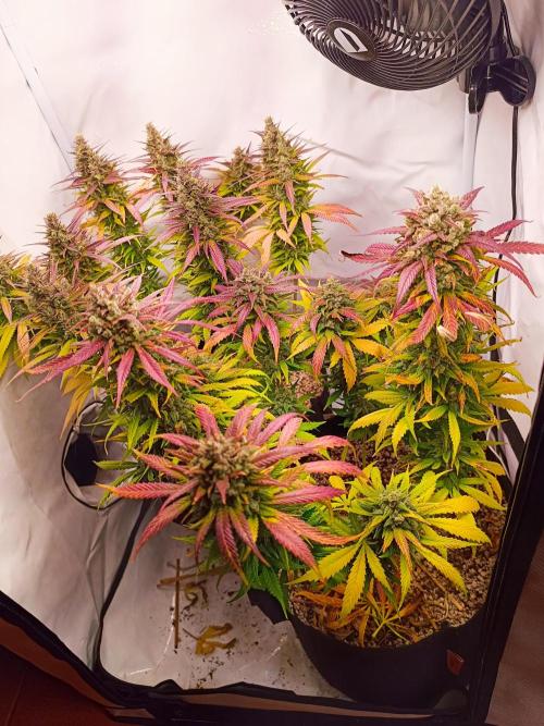 Dale fast buds. Week 12