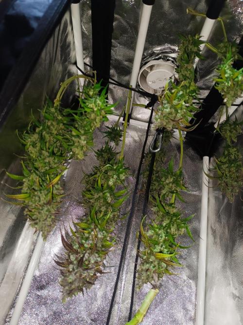 Dale fast buds. Week 13