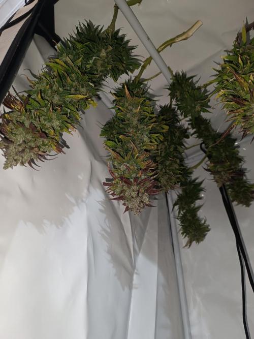 Dale fast buds. Week 13