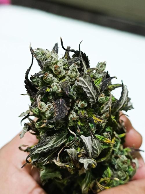 Dale fast buds. Week 13