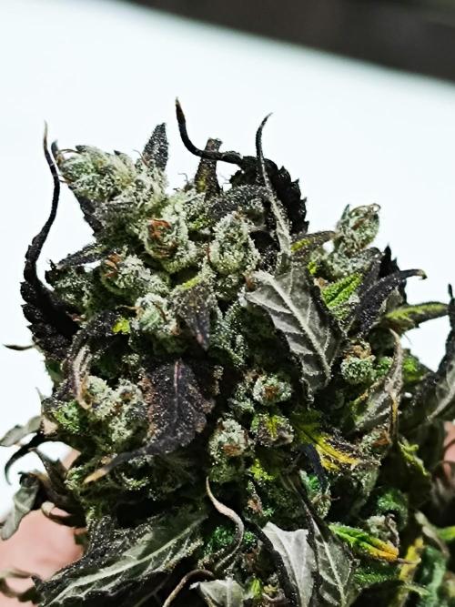 Dale fast buds. Week 13